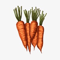 Fresh organic carrots drawing vector