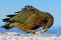 Kea. Alpine parrot.