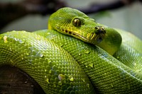 Green snake in a rainforest jungle. Free public domain CC0 image.