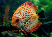 Symphysodon, colloquially known as discus, is a genus of cichlids native to the Amazon River basin. Discus are popular as aquarium fish and their aquaculture in several countries in Asia is a major industr. Original public domain image from Flickr