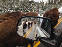 Bison jam on the road between Mammoth and Norris. Original public domain image from Flickr