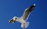 The silver gull (Chroicocephalus novaehollandiae)