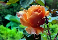 Just Joey. Elegant buds of coppery-orange veined with red. The opening petals are attractively waved and the flowers remain pleasing to the end. Free and continuous flowering. Rather sprawling growth. A good cut flower. Fragrant. 3 ft. Original public domain image from Flickr