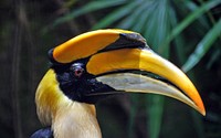 Great Indian Hornbill.