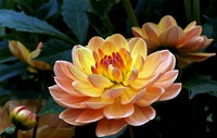 Dahlia Margaret Haggo. Original public domain image from Flickr