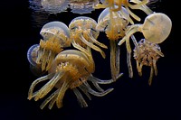 Lagoon Jelly fish.