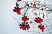 High-bush CranberryA winter favorite among cedar waxwings, robins and ruffed grouse, these tangy berries are in the honeysuckle family.Photo by Tina Shaw/USFWS. Original public domain image from Flickr