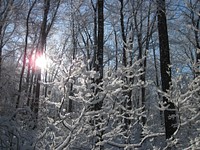 Winter woods. Original public domain image from Flickr