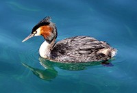 Australasian Crested Grebe