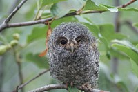 Baby flammulated owl was exploring new territory since this species is not typically found in Utah. Sour Dough area, Uinta-Wasatch-Cache National Forest, USA. Original public domain image from Flickr