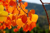 Aspen fall leaves at Beaver Ranger District, Fishlake National Forest, USA. Original public domain image from Flickr