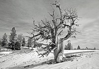 Bristlecone pine in the Spring Mountains, North Loop Trail, Spring Mountains National Recreation Area, Humboldt-Toiyabe National Forest, USA. Original public domain image from Flickr