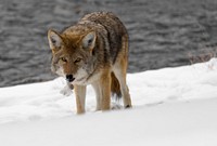 Coyote along the Firehole River with feathers in mouth by Neal Herbert. Original public domain image from Flickr