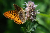 Horsemint with ButterflyClose-up of Horsemint with butterfly (Agastache spp). Location: Lewis Peak, Ogden Ranger District, Uinta-Wasatch-Cache National Forest. Photo by Scott Bell. Credit: US Forest Service. Original public domain image from Flickr