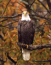 Autumn Eagle. Shiawassee National Wildlife Refuge 2013 Photo Contest. Original public domain image from Flickr