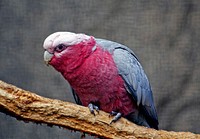 Galah. (Eolophus roseicapilla)