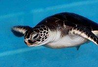 Baby Green Sea Turtle. Original public domain image from Flickr