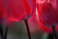 Tulips originated in Turkey getting their name from the Turkish word "tulbend" which means turban. Tulips were thought to look like the turbans. (Hats that were worn in Turkey at that time.) I have always mistakenly associated the origin of Tulips with Holland. Tulips were introduced to Holland from Persia. Original public domain image from Flickr