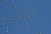 Pelicans MigratingPelicans migrating near Keokuk, Iowa. Photo by Rick Hansen/USFWS. Original public domain image from Flickr