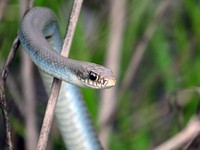 Snake. Coluber constrictor from Port Louisa National Wildlife Service. Original public domain image from Flickr