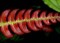 Blechnum NZ Fern.