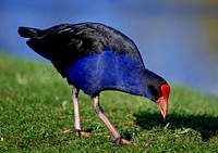 Pukeko. (Porphyrio porphyrio).