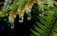 Natures designs. Ferns are mostly a tropical group, and New Zealand has an unusually high number of species for a temperate country. We have about 200 species, ranging from ten-metre-high tree ferns to filmy ferns just 20 millimetres long. About 40 per cent of these species occur nowhere else in the world. Original public domain image from Flickr