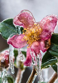 Freezing rain covers flowers, plants and trees in Falls Church, VA on Monday, Dec. 9, 2013. USDA Photo by Lance Cheung. Original public domain image from Flickr
