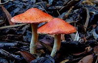 Leratiomyces ceres, commonly known as the Redlead Roundhead, is mushroom which has a bright red to orange cap and dark purple-brown spore depositSpecies: Leratiomyces ceresFound throughout the year after rain on wood chip gardens in large numbers very common. Original public domain image from Flickr