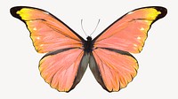 Orange butterfly sticker, aesthetic insect image psd