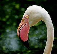 Greater Flamingo. The flamingo is about 42 inches tall and has a wingspan of about five feet. The greater flamingo has and pink feathers and black-tipped wings. It has a very long neck, long pink legs and webbed pink feet with three toes. It has a large hooked bill with a black tip that is curved down. Males and females look alike, although the male is a little larger. Original public domain image from Flickr