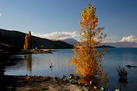 Lake Tekapo is the second-largest of three roughly parallel lakes running north–south along the northern edge of the Mackenzie Basin in the South Island of New Zealand. Original public domain image from Flickr