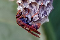 Australian paper wasp.