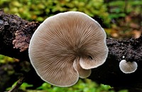 Crepidotus versutus