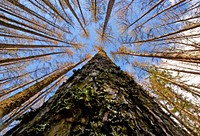 High and the Mighty.Larix decidua, common name European larch, is a species of larch native to the mountains of central Europe, in the Alps and Carpathian Mountains, with disjunct lowland populations in northern Poland and southern Lithuania. Original public domain image from Flickr