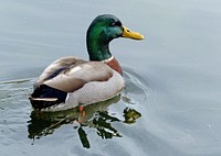 Mallard Drake.The green head and yellow bill of the mallard duck is a familiar sight to many people living in the Northern hemisphere. In fact, the mallard is thought to be the most abundant and wide-ranging duck on Earth. Original public domain image from Flickr