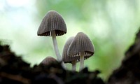 Fairy Inkcap, Coprinellus disseminatus,