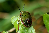 Green vegetable bug. Nezara viridula, commonly known as the southern green stink bug (USA) or green vegetable bug (Australia and New Zealand), is a plant-feeding stink bug. Although believed to have originated in Ethiopia, it can now be found around the world. Because of its preference for certain species of legumes, such as beans and soybeans, it is an economically important pest on such crops. Original public domain image from Flickr