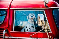 Dalmatian sitting in red car. Original public domain image from <a href="https://www.flickr.com/photos/416thengineers/13177388274/" target="_blank">Flickr</a>