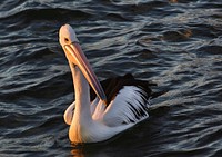 Pelican in the sunset.