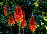 Kniphofia. Original public domain image from Flickr