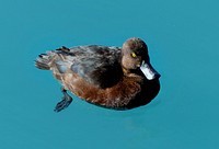 Scaup on blue water.The New Zealand scaup commonly known as a black teal, is a diving duck species of the genus Aythya. It is endemic to New Zealand. Original public domain image from Flickr