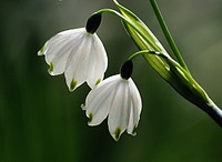 A pair of snowdrops. Galanthus nivalis (common snowdrop)The common snowdrop is one of the most popular of all cultivated bulbous plants, and its flowering is traditionally seen to herald the end of winter. Original public domain image from Flickr