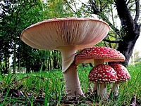 Fly agaric. Amanita muscaria, commonly known as the fly agaric or fly amanita, is a mushroom and psychoactive basidiomycete fungus, one of many in the genus Amanita. Native throughout the temperate and boreal regions of the Northern Hemisphere, Amanita muscaria has been unintentionally introduced to many countries in the Southern Hemisphere, generally as a symbiont with pine plantations, and is now a true cosmopolitan species. It associates with various deciduous and coniferous trees. Original public domain image from Flickr