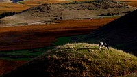 Cow on the hill.Marlborough is a region of New Zealand, at the northeastern tip of the South Island. It’s well known for its winemaking industry, and the Marlborough Sounds. Original public domain image from Flickr