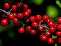 Holly.If you are growing a holly bush for its bright berries, you need to keep in mind that most holly varieties have male and female plants and that only the female holly shrub produces berries.