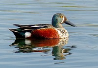 Shoveler Duck.