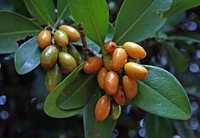 Karaka or New Zealand Laurel (Corynocarpus laevigatus) is an evergreen tree of the family Corynocarpaceae endemic to New Zealand. Original public domain image from Flickr