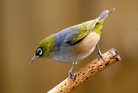 Silver eye (Zosterops lateralis ). Also known as wax-eye or white-eye, Zosterops lateralis belongs to the widespread family Zosteropidae. Original public domain image from Flickr