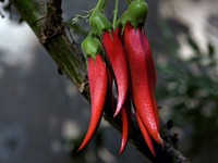 Kaka Beak. NZ Flower